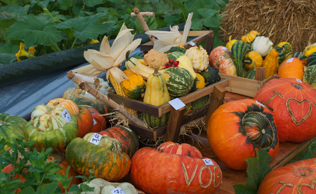 some pumpkinsの写真素材