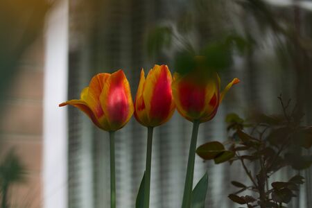 orange yellow tulipsの写真素材