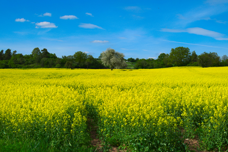 canola fieldの写真素材