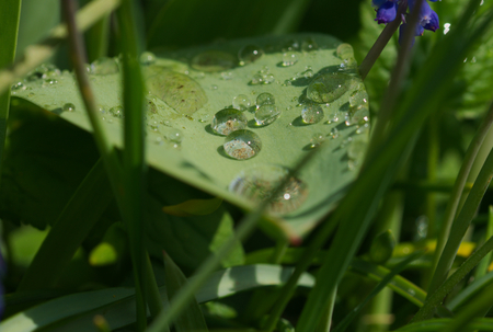 beautiful big waterdrops on a leafeの写真素材