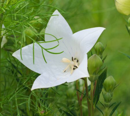 white starflowerの写真素材