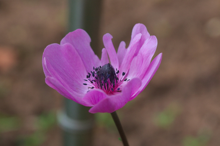 Purple flowerの写真素材