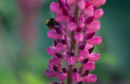 bumblebee on lilacの写真素材