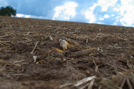 corncob on a fieldの写真素材