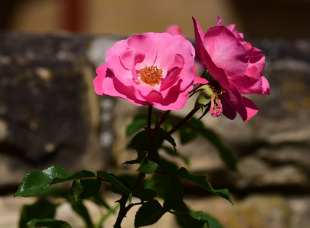 Pink rosesの写真素材
