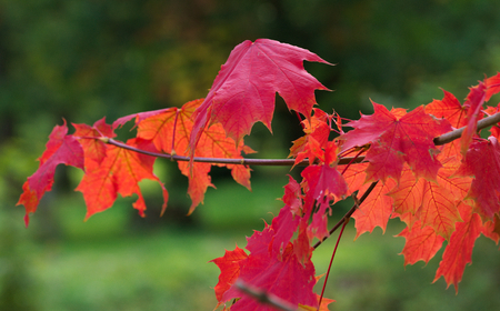 red fall foliageの写真素材