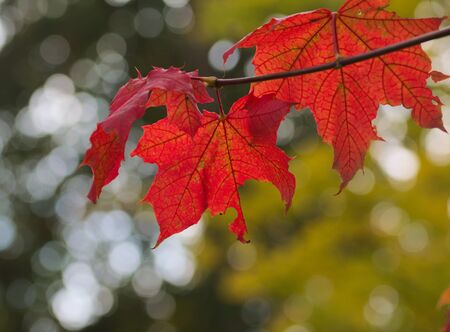 red fall foliageの写真素材