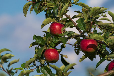 red applesの写真素材