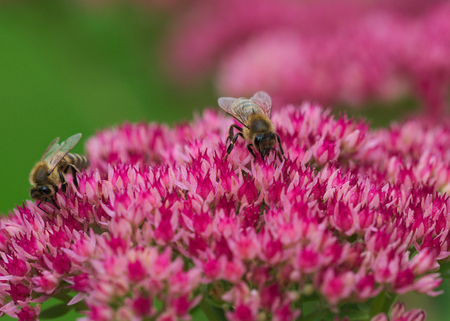 beautiful beesの写真素材