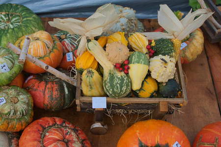 decorative pumpkinsの写真素材