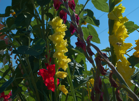 colorful gladiolusの写真素材