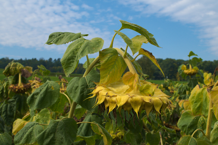 withered sunflowersの写真素材