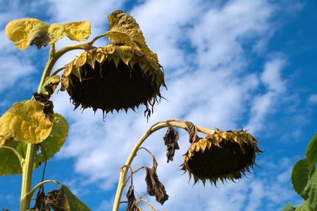 withered sunflowersの写真素材