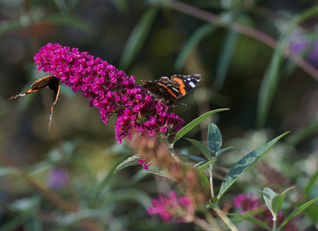 admiral butterflyの写真素材