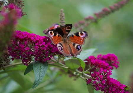 Peacock butterflyの写真素材