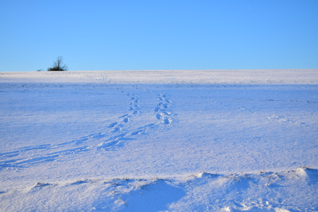 traces in snowの写真素材