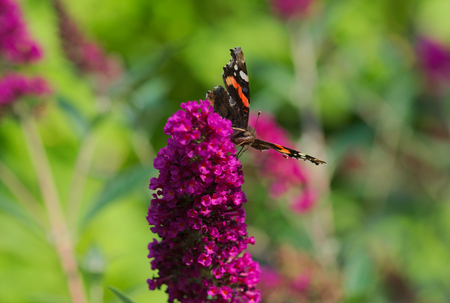 admiral butterflyの写真素材