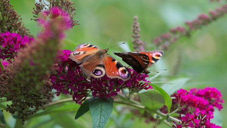 Peacock butterflyの写真素材