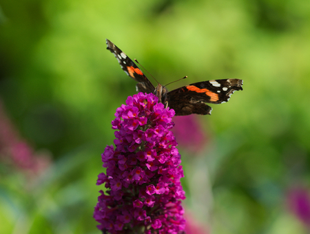 admiral butterfly