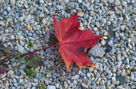 red maple leafの写真素材