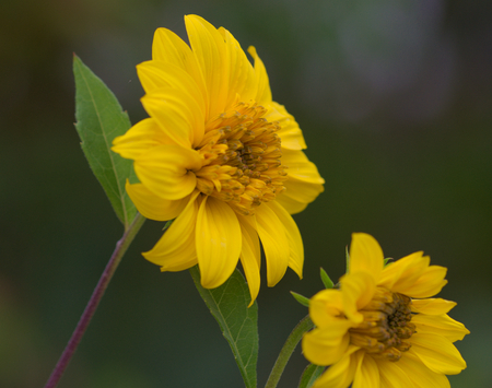 Helianthus tuberosusの写真素材