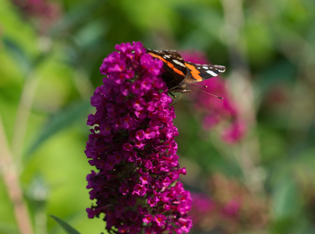 admiral butterfly