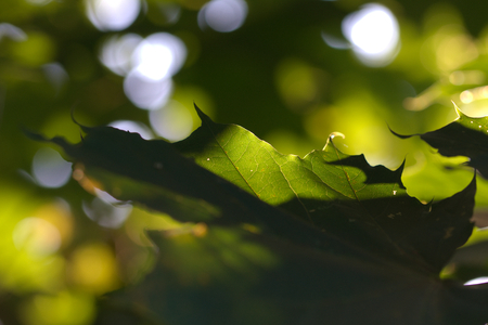 green leafe texturesの写真素材