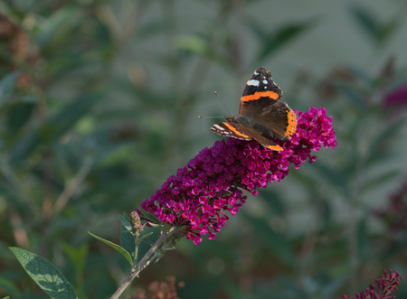 admiral butterfly on lilacの写真素材