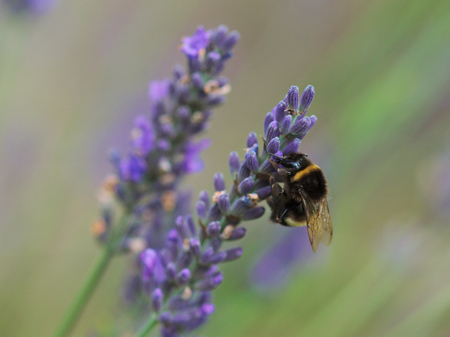 bumblebeeの写真素材