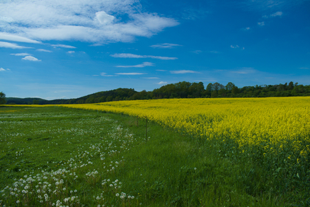 canola fieldの写真素材