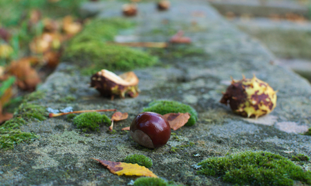 chestnut on a wallの写真素材