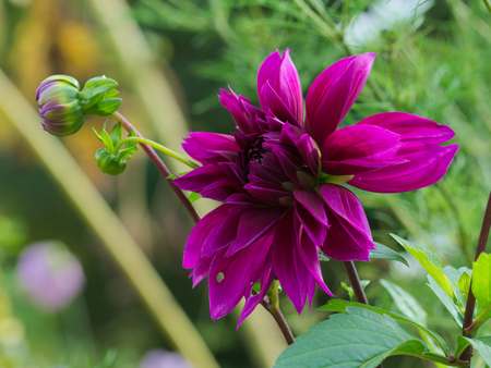Beautiful purple dahliaの写真素材