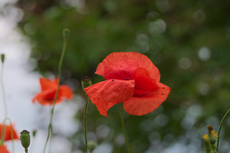 Papaver rhoeasの写真素材