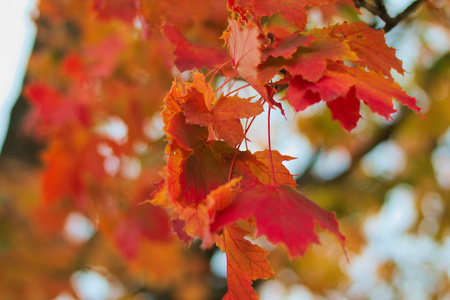 Fall foliage