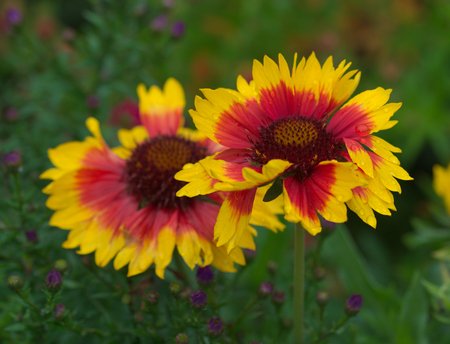 beautiful gaillardia grandifloraの写真素材