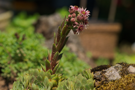 blooming Sempervivumの写真素材