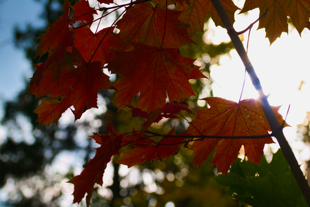 Fall foliageの写真素材