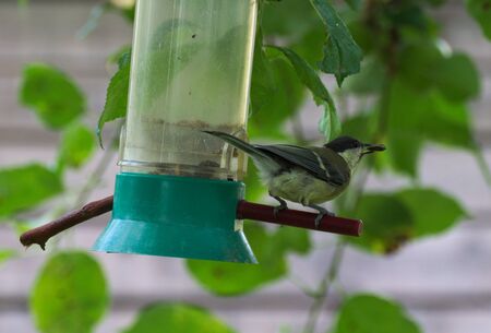 Parus majorの写真素材