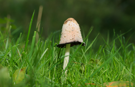 Coprinus comatusの写真素材