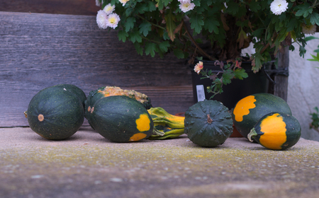 decorative pumpkinsの写真素材