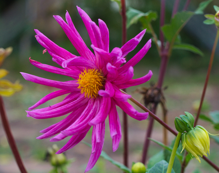 pink dahliaの写真素材