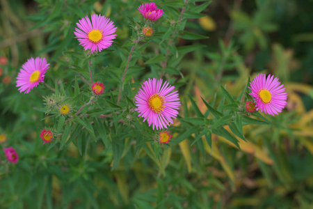 pink asterの写真素材