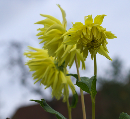 yellow dahliaの写真素材