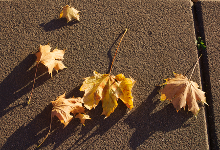 Fall foliageの写真素材