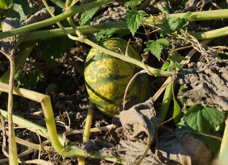 small pumpkin on a fieldの写真素材