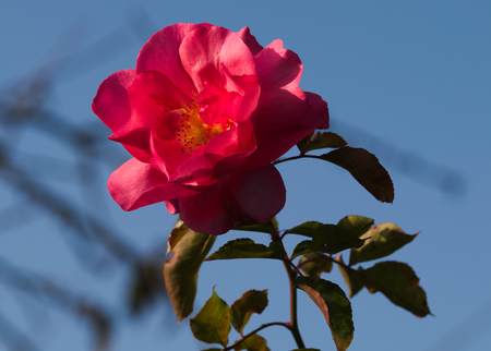 pink rose macroの写真素材