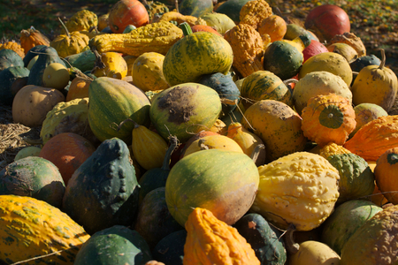 tasty pumpkinsの写真素材