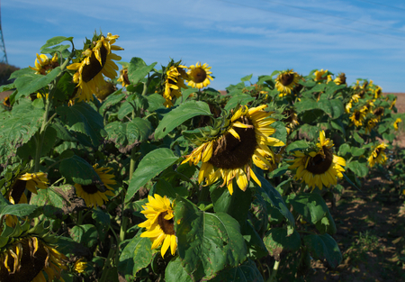 blooming sunflowers on a fieldの写真素材