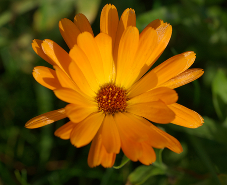 Calendula officinalisの写真素材