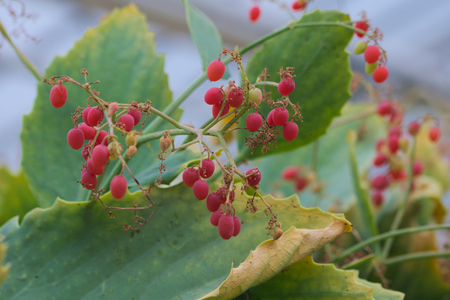 cyphostemma juliae berriesの写真素材